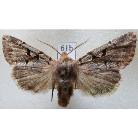 Orthosia gothica (Linnaeus, 1758) Czec61b
